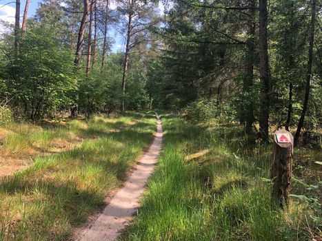 MTB route sign and forest around Ommen in Overijssel The Netherlands