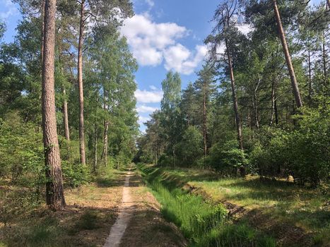 MTB route and forest around Ommen in Overijssel The Netherlands