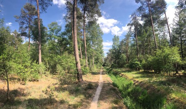 MTB route and forest around Ommen in Overijssel The Netherlands