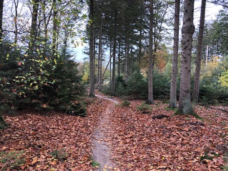 Forest during autumn at Nationaal Park Drents-Friese Wold in Friesland, The Netherlands