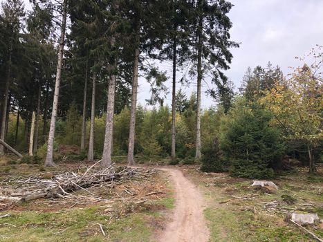 MTB path at Nationaal Park Drents-Friese Wold in Friesland, The Netherlands