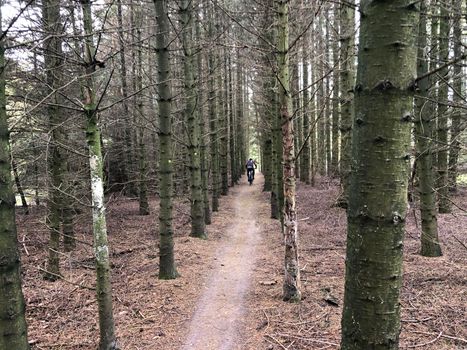 Cycling through the forest at Nationaal Park Drents-Friese Wold in Friesland, The Netherlands