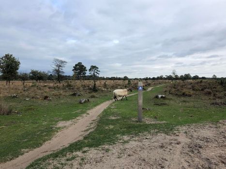 Sheep crossing a MTB trail at Nationaal Park Drents-Friese Wold in Friesland, The Netherlands