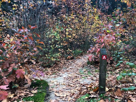 MTB sign during autumn at Nationaal Park Drents-Friese Wold in Friesland, The Netherlands