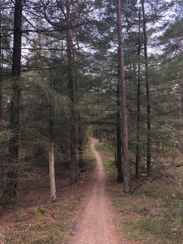 MTB trail at Nationaal Park Drents-Friese Wold in Friesland, The Netherlands