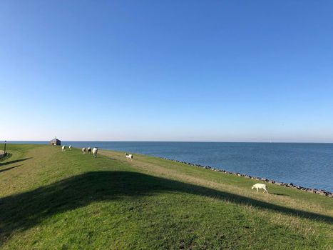 Dyke with sheeps around Hindeloopen during autumn in Friesland, The Netherlands