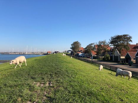 Dyke with sheeps around Hindeloopen during autumn in Friesland, The Netherlands