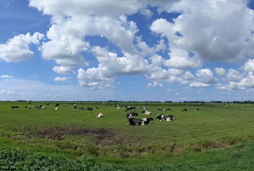 Cows in the meadow in Friesland The Netherlands