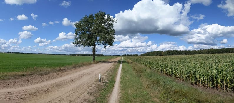 Panoramic landscape around Boijl in Friesland, The Netherlands