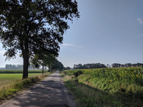 Field of sunflowers next to the road around Laren, Gelderland, The Netherlands