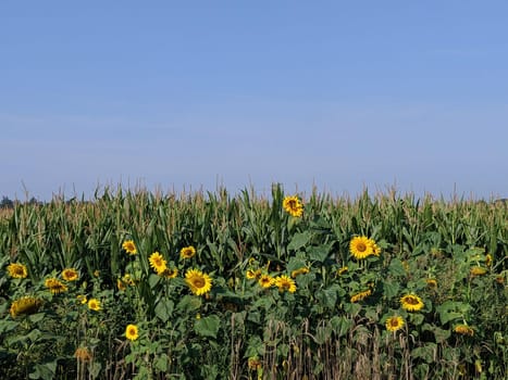 Sunflowers on a hot day around Laren, Gelderland, The Netherlands