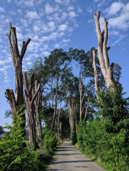 Road towards Exel in Gelderland, The Netherlands