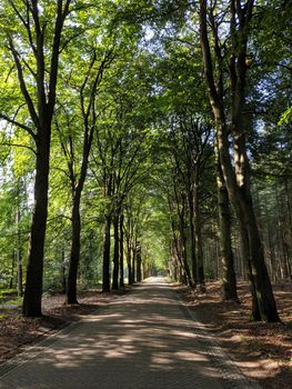 Road through the forest of Exel in Gelderland, The Netherlands