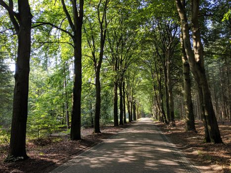 Road through the forest of Exel in Gelderland, The Netherlands