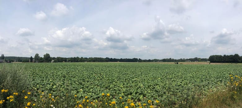 Panoramic landscape around Braamt in Gelderland, The Netherlands