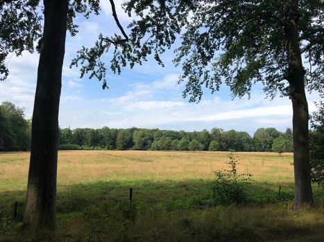 Forest around Vorden, The Netherlands