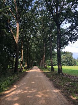 Road through the forest around Ruurlo, The Netherlands