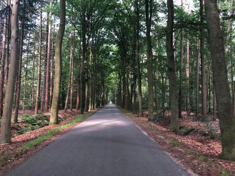 Road through the forest around Vorden, The Netherlands