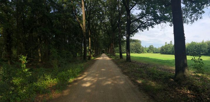 Road through the forest around Ruurlo, The Netherlands