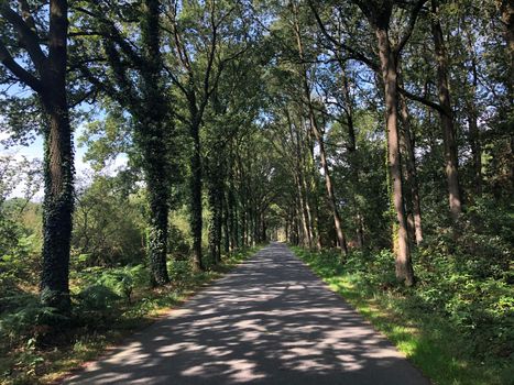 Road through the forest around Vorden, The Netherlands