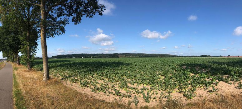 Panoramic landscape around Braamt in Gelderland, The Netherlands