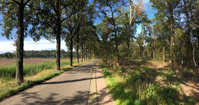 Forest around Sinderen in The Netherlands