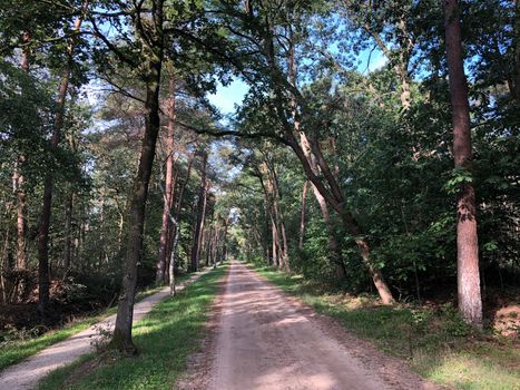 Path through the forest around Zelhem, Gelderland The Netherlands