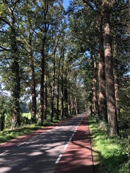 Road through the forest around Vorden, Gelderland The Netherlands