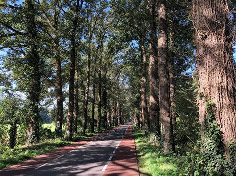 Road through the forest around Vorden, Gelderland The Netherlands