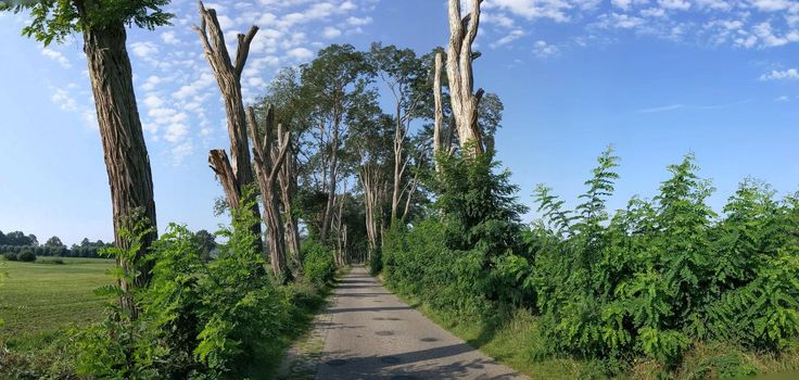 Road towards Exel in Gelderland, The Netherlands