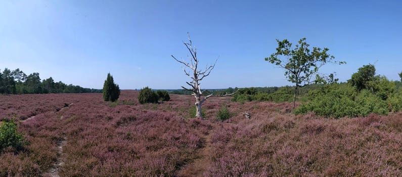 Flowering heather at the Lemelerberg in Overijssel, The Netherlands