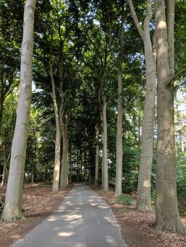 Road through the forest around Wesepe, Overijssel The Netherlands