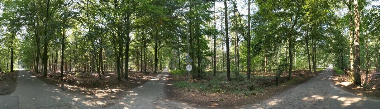 Panorama from roads through the forest around Wesepe, Overijssel The Netherlands