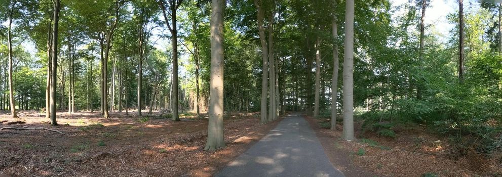 Panorama from a road through the forest around Wesepe, Overijssel The Netherlands