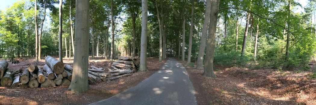 Panorama from a road through the forest around Wesepe, Overijssel The Netherlands