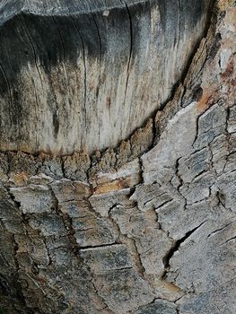Close up of tree trunk with healed wound and hard texture