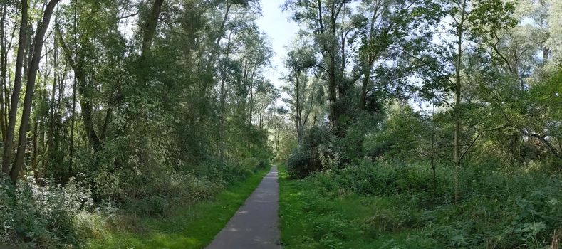 Path through the forest around Kalenberg, Overijssel, The Netherlands
