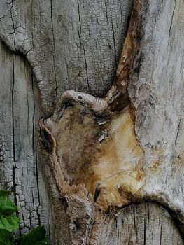 Close up of tree trunk with healed wound and hard texture