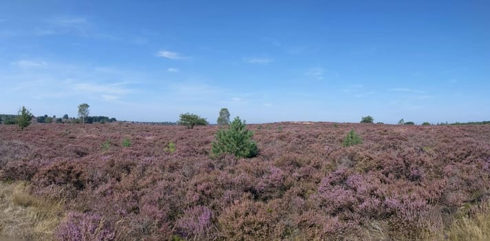 Panoramic Landscape at the National Park Sallandse Heuvelrug in The Netherlands