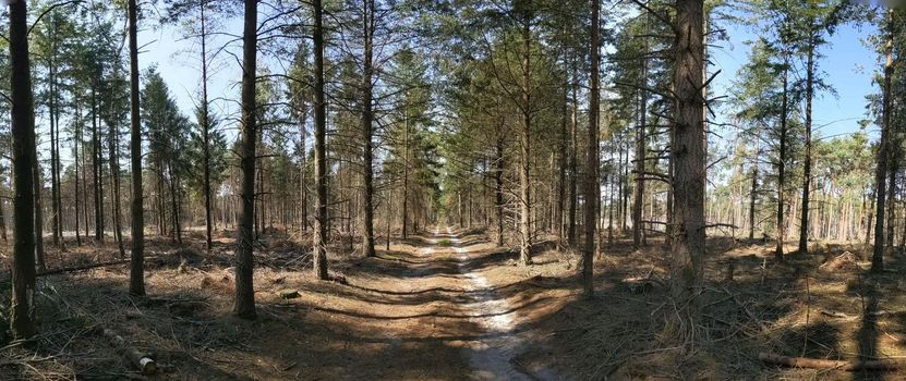 Road through the forest at the Sallandse Heuvelrug in The Netherlands