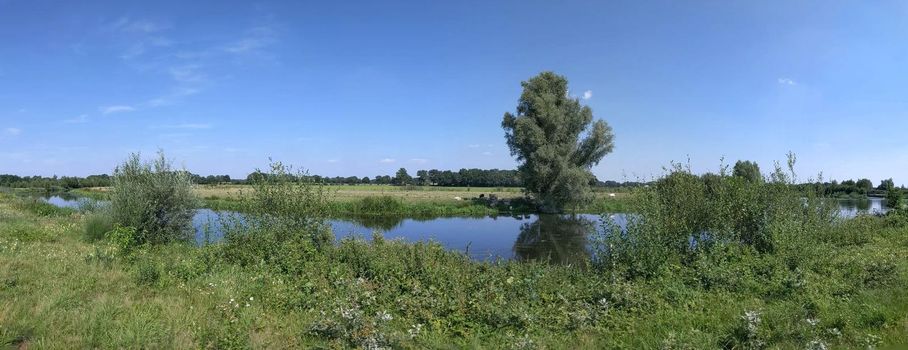 Cows in the shade of a tree on a hot summer day around Rijssen in The Netherlands