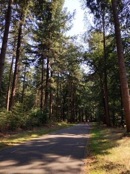 Cycling through the forest of the Lemelerberg in Overijssel, The Netherlands