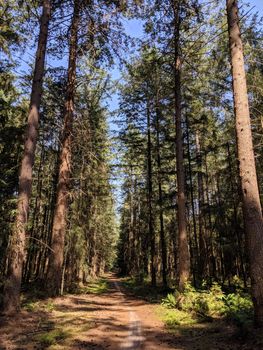 Path through the forest of the Lemelerberg in Overijssel, The Netherlands