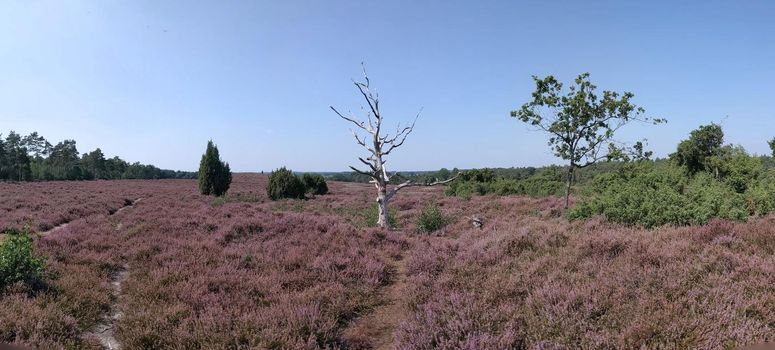 Flowering heather at the Lemelerberg in Overijssel, The Netherlands