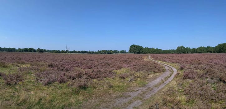 Flowering heather around the Lemelerberg in Overijssel, The Netherlands