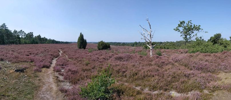 Flowering heather at the Lemelerberg in Overijssel, The Netherlands