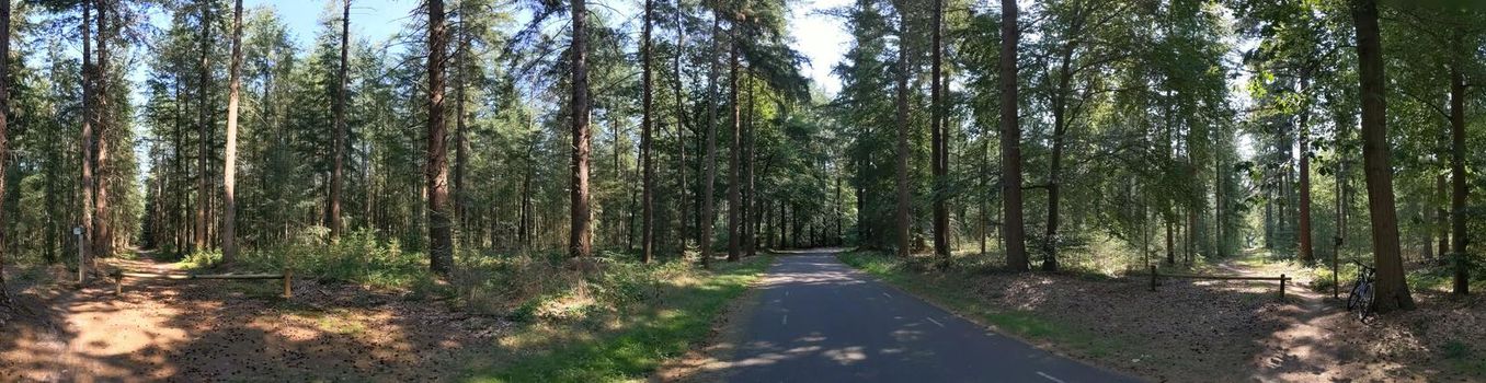 Road through the forest at the Lemelerberg in Overijssel, The Netherlands