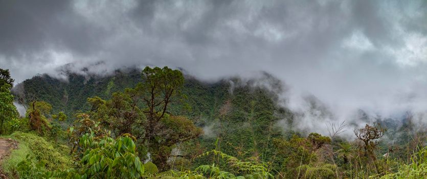 Cloud Forest in Peru, panoramic view of the tropical jungle on the northeast slope of the Andean mountain range.