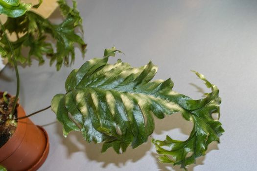 Phlebosia Nicolas Diamond fern leaf rare potted house plant