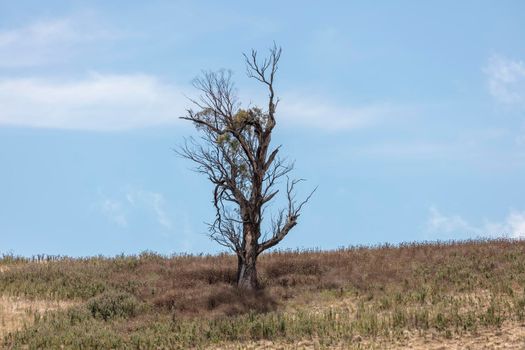 A large gum tree standing on a dry hill near a fence line